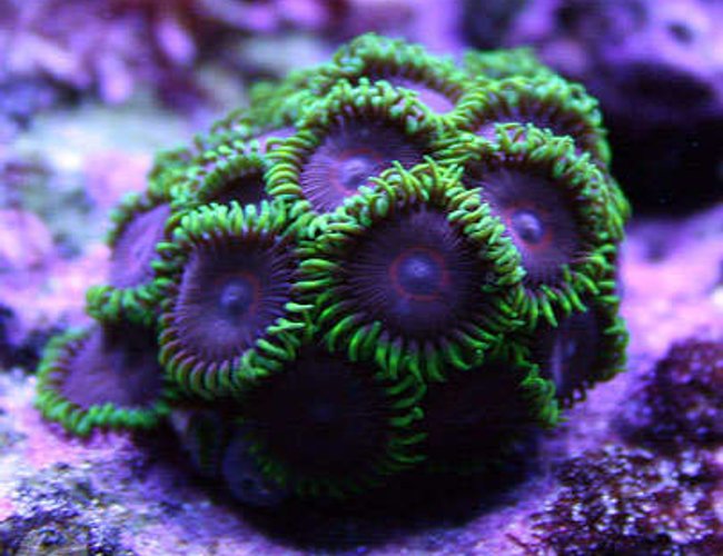 corals inverts - palythoa sp. - purple people eater stocking in 125 gallons tank - Zoanthids (PHE) (Purple Hearted) corals inverts - palythoa sp. - purple people eater stocking in 125 gallons tank - Zoanthids (PHE) (Purple Hearted)