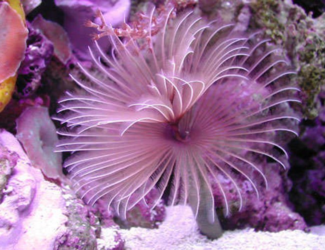 corals inverts - protula bispiralis - hard tube coco worm stocking in 20 gallons tank - Red feather duster corals inverts - protula bispiralis - hard tube coco worm stocking in 20 gallons tank - Red feather duster