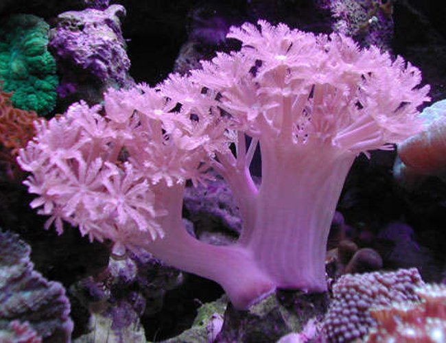 corals inverts - xenia sp. - white pom pom xenia, red sea stocking in 20 gallons tank - Xenia corals inverts - xenia sp. - white pom pom xenia, red sea stocking in 20 gallons tank - Xenia