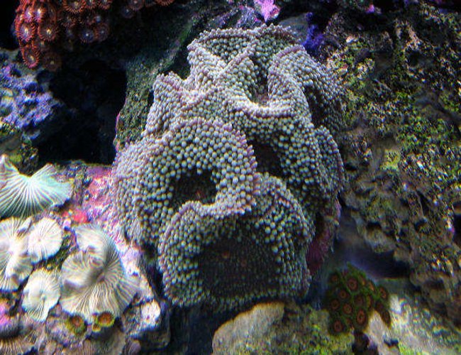 corals inverts - ricordea florida - ricordea mushroom stocking in 160 gallons tank - Richordia Rock corals inverts - ricordea florida - ricordea mushroom stocking in 160 gallons tank - Richordia Rock