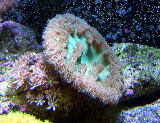 corals inverts - turbinaria peltata - cup coral, pagoda stocking in 160 gallons tank - Pagoda Cup corals inverts - turbinaria peltata - cup coral, pagoda stocking in 160 gallons tank - Pagoda Cup