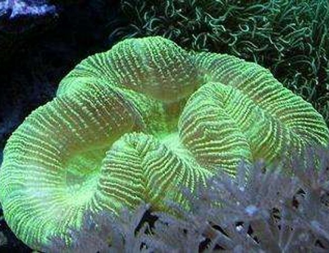 corals inverts - lobophyllia hemprichii - brain coral, lobophyllia stocking in 29 gallons tank - brain corals inverts - lobophyllia hemprichii - brain coral, lobophyllia stocking in 29 gallons tank - brain