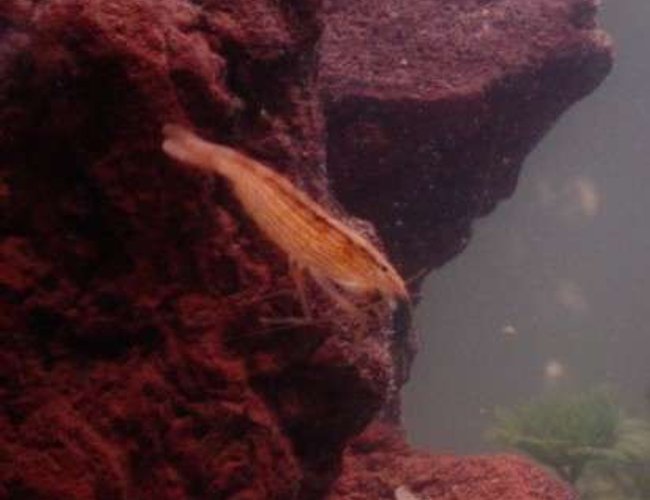 corals inverts - atyopsis moluccensis - bamboo shrimp stocking in 90 gallons tank - One of our Flower Shrimp. corals inverts - atyopsis moluccensis - bamboo shrimp stocking in 90 gallons tank - One of our Flower Shrimp.