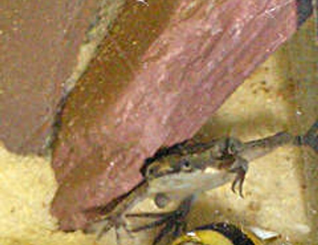 corals inverts - hymenochirus boettgeri - african dwarf frog stocking in 12 gallons tank - African Dwarf Frog "Frogbert" corals inverts - hymenochirus boettgeri - african dwarf frog stocking in 12 gallons tank - African Dwarf Frog "Frogbert"