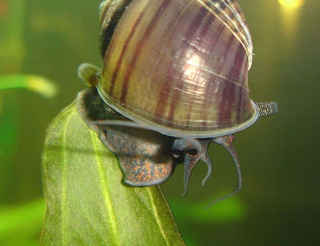 corals inverts - pomacea canaliculata - apple snail stocking in 72 gallons tank - My Snail, I know its not a fish but what a great pic. corals inverts - pomacea canaliculata - apple snail stocking in 72 gallons tank - My Snail, I know its not a fish but what a great pic.
