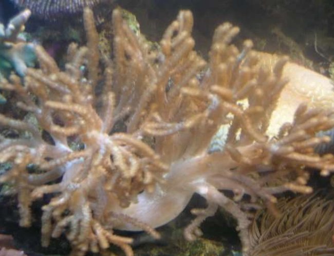corals inverts - sinularia flexibis - spaghetti finger leather coral stocking in 90 gallons tank - My Spaghetti Coral. corals inverts - sinularia flexibis - spaghetti finger leather coral stocking in 90 gallons tank - My Spaghetti Coral.