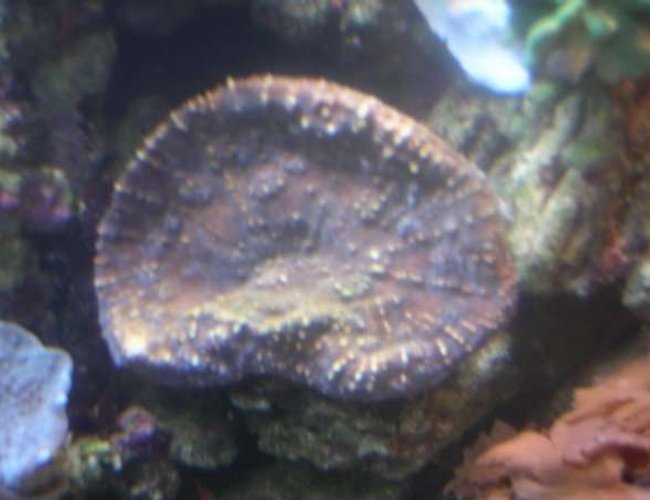 corals inverts - oxypora sp. - oxypora coral stocking in 90 gallons tank - Oxypora. corals inverts - oxypora sp. - oxypora coral stocking in 90 gallons tank - Oxypora.