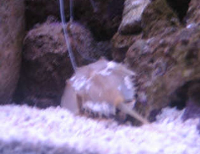 corals inverts - limulus polyphemus - horseshoe crab stocking in 38 gallons tank - tank 1 horseshoe crab corals inverts - limulus polyphemus - horseshoe crab stocking in 38 gallons tank - tank 1 horseshoe crab