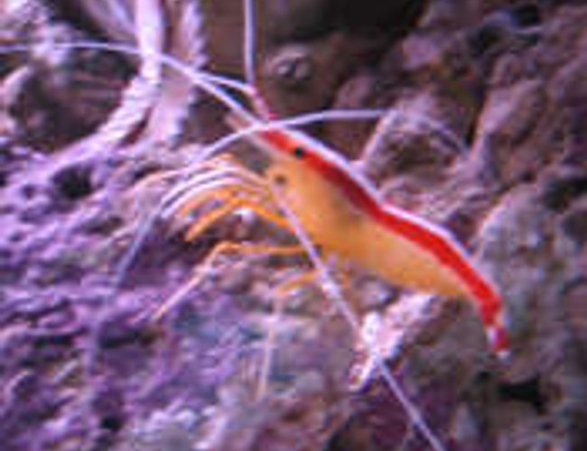 corals inverts - lysmata amboinensis - scarlet skunk cleaner shrimp stocking in 38 gallons tank - Cleaner shrimp tank 1 corals inverts - lysmata amboinensis - scarlet skunk cleaner shrimp stocking in 38 gallons tank - Cleaner shrimp tank 1