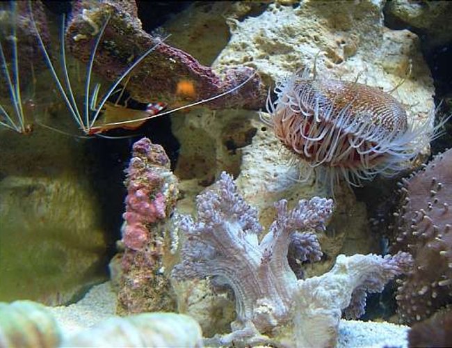 corals inverts - lysmata amboinensis - scarlet skunk cleaner shrimp stocking in 12 gallons tank - Cleaner Shrimp corals inverts - lysmata amboinensis - scarlet skunk cleaner shrimp stocking in 12 gallons tank - Cleaner Shrimp