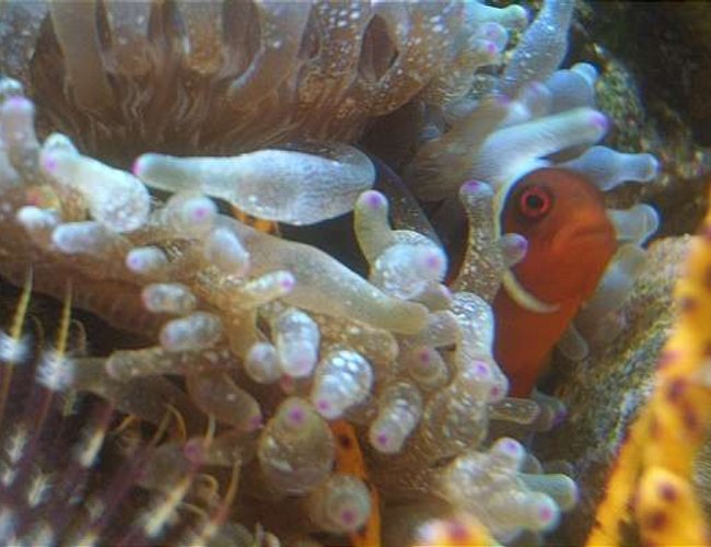 corals inverts - entacmaea quadricolor - bulb anemone stocking in 12 gallons tank - gold stripe maroon clown 2 corals inverts - entacmaea quadricolor - bulb anemone stocking in 12 gallons tank - gold stripe maroon clown 2