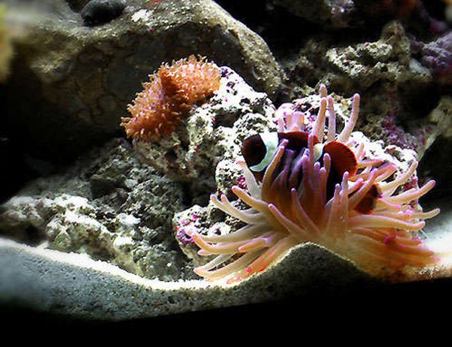corals inverts - condylactis sp. - haitian reef anemone stocking in 55 gallons tank - Nemo taking a break corals inverts - condylactis sp. - haitian reef anemone stocking in 55 gallons tank - Nemo taking a break