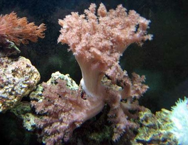 corals inverts - cladiella sp. - cauliflower colt coral stocking in 110 gallons tank - Colt coral, pulsing xenia and anemone corals inverts - cladiella sp. - cauliflower colt coral stocking in 110 gallons tank - Colt coral, pulsing xenia and anemone