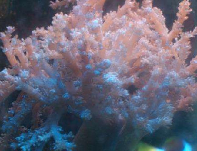 corals inverts - cladiella sp. - cauliflower colt coral stocking in 10 gallons tank - colt coral corals inverts - cladiella sp. - cauliflower colt coral stocking in 10 gallons tank - colt coral