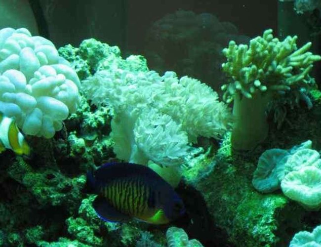 corals inverts - plerogyra sinuosa - bubble coral, white stocking in 29 gallons tank - corals corals inverts - plerogyra sinuosa - bubble coral, white stocking in 29 gallons tank - corals