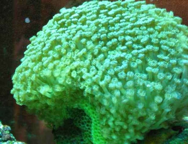 corals inverts - caulastrea curvata - trumpet coral stocking in 29 gallons tank - corals corals inverts - caulastrea curvata - trumpet coral stocking in 29 gallons tank - corals