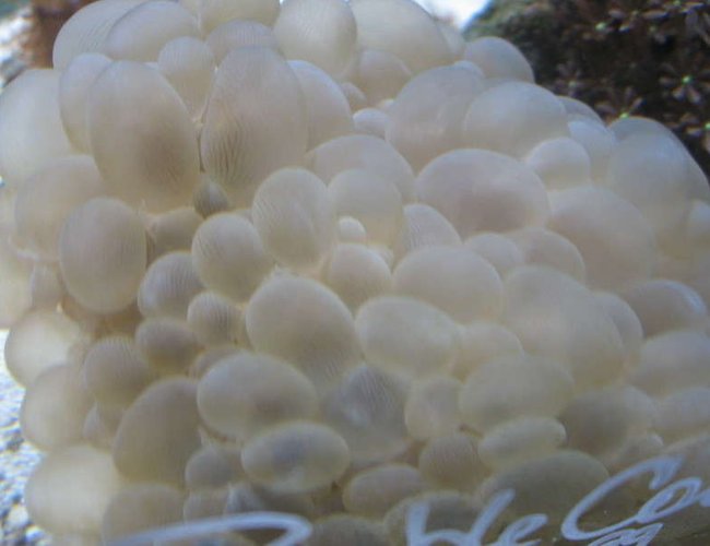 corals inverts - plerogyra sinuosa - bubble coral, white stocking in 10 gallons tank - Buble coral at the LFS corals inverts - plerogyra sinuosa - bubble coral, white stocking in 10 gallons tank - Buble coral at the LFS