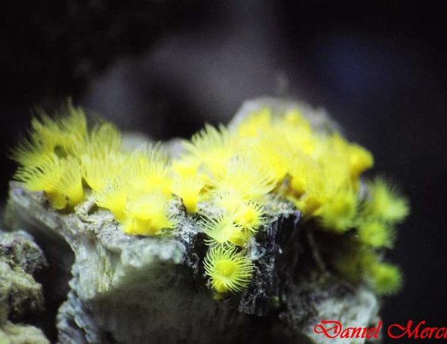 corals inverts - undescribed zoanthid - colony polyp, yellow stocking in 77 gallons tank - Yellow polyps (Parazoanthus sp.) corals inverts - undescribed zoanthid - colony polyp, yellow stocking in 77 gallons tank - Yellow polyps (Parazoanthus sp.)