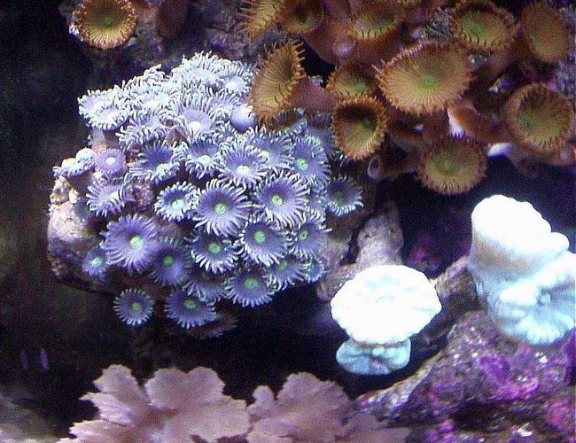 corals inverts - palythoa sp. - colony polyp, encrusting stocking in 20 gallons tank - RARE PURPLE ZOOS. TURQUOISE TRUMPET, CABBAGE LEATHER, AND PALYTHOAS corals inverts - palythoa sp. - colony polyp, encrusting stocking in 20 gallons tank - RARE PURPLE ZOOS. TURQUOISE TRUMPET, CABBAGE LEATHER, AND PALYTHOAS
