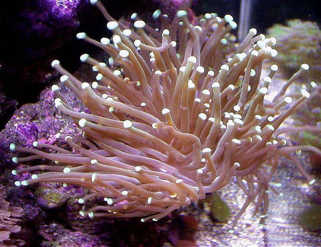 corals inverts - euphyllia glabrescens - torch coral stocking in 20 gallons tank - LONG TENTACLE TORCH CORAL LEFT SIDE BOTTOM 20XH REEF corals inverts - euphyllia glabrescens - torch coral stocking in 20 gallons tank - LONG TENTACLE TORCH CORAL LEFT SIDE BOTTOM 20XH REEF
