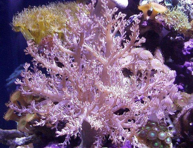 corals inverts - capnella sp. - kenya tree coral stocking in 20 gallons tank - KENYA TREE CORAL, ZOANTHIDS, YELLOW POLYPS corals inverts - capnella sp. - kenya tree coral stocking in 20 gallons tank - KENYA TREE CORAL, ZOANTHIDS, YELLOW POLYPS