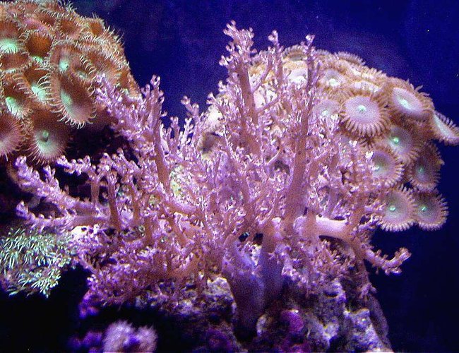 corals inverts - capnella sp. - kenya tree coral stocking in 20 gallons tank - 2ND KENYA TREE CORAL, GREEN STAR CLAVULARIA, PLAYTHOAS corals inverts - capnella sp. - kenya tree coral stocking in 20 gallons tank - 2ND KENYA TREE CORAL, GREEN STAR CLAVULARIA, PLAYTHOAS