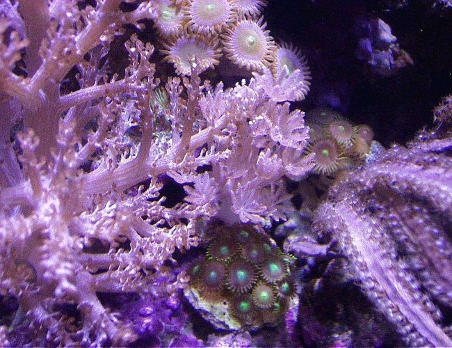corals inverts - pterogorgia citrina - green lace gorgonian stocking in 20 gallons tank - XENIA, PPE, BLADE GORGONIAN PURPLE, ZOOS, KENYA TREE IN CENTER OF 20 EXTRA HIGH REEF corals inverts - pterogorgia citrina - green lace gorgonian stocking in 20 gallons tank - XENIA, PPE, BLADE GORGONIAN PURPLE, ZOOS, KENYA TREE IN CENTER OF 20 EXTRA HIGH REEF