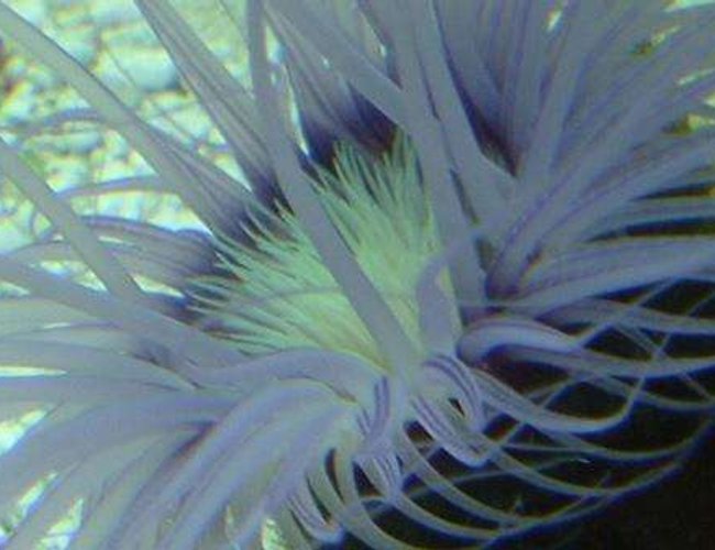 corals inverts - cerianthus membranacea - tube anemone stocking in 55 gallons tank - Good close up corals inverts - cerianthus membranacea - tube anemone stocking in 55 gallons tank - Good close up