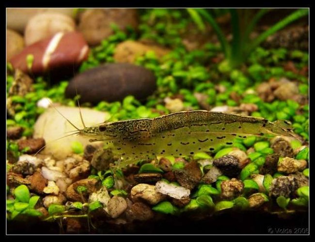corals inverts - caridina japonica - japonica amano shrimp stocking in 103 gallons tank - Caridina japonica corals inverts - caridina japonica - japonica amano shrimp stocking in 103 gallons tank - Caridina japonica