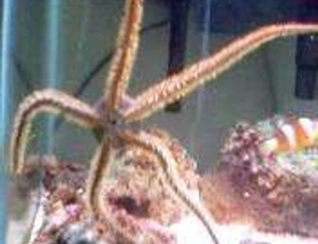 corals inverts - ophiothrix sp. - brittle sea star stocking in 30 gallons tank - green bristle starfish all spread out on the front glass corals inverts - ophiothrix sp. - brittle sea star stocking in 30 gallons tank - green bristle starfish all spread out on the front glass