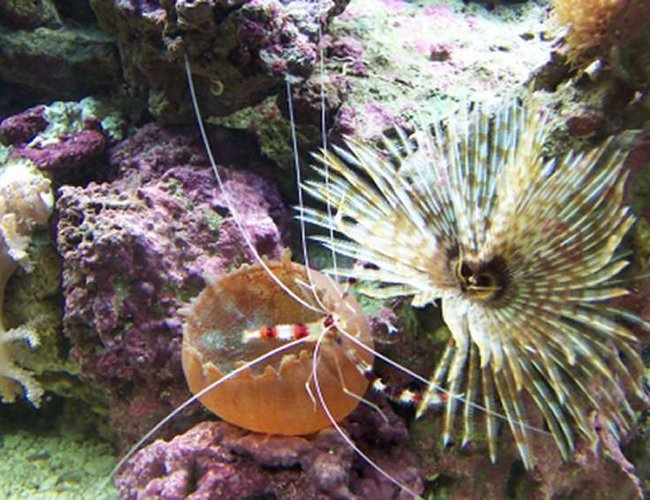 corals inverts - sabellastarte magnifica - magnificent feather duster stocking in 72 gallons tank - I caught my CBS walking across the watermelon mushroom and onto the feather duster. corals inverts - sabellastarte magnifica - magnificent feather duster stocking in 72 gallons tank - I caught my CBS walking across the watermelon mushroom and onto the feather duster.