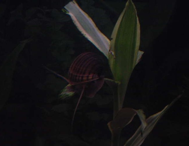 corals inverts - pomacea canaliculata - apple snail stocking in 113 gallons tank - apple snail corals inverts - pomacea canaliculata - apple snail stocking in 113 gallons tank - apple snail