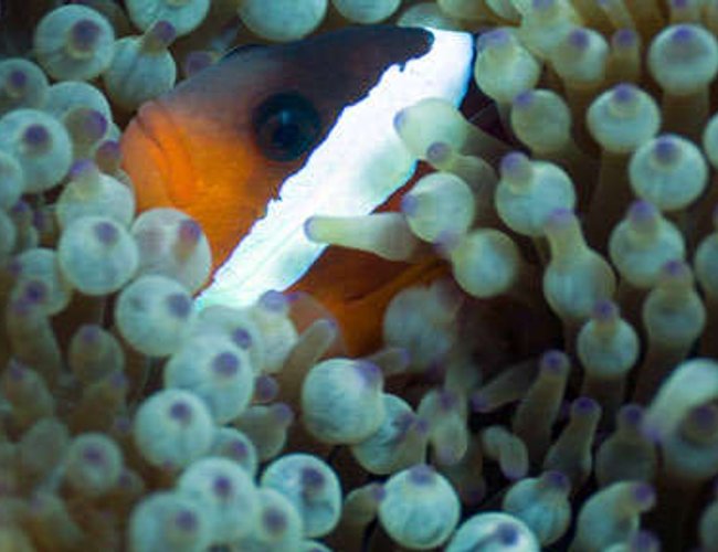corals inverts - entacmaea quadricolor - bulb anemone stocking in 110 gallons tank - my favorite picture so far this one was really special. corals inverts - entacmaea quadricolor - bulb anemone stocking in 110 gallons tank - my favorite picture so far this one was really special.