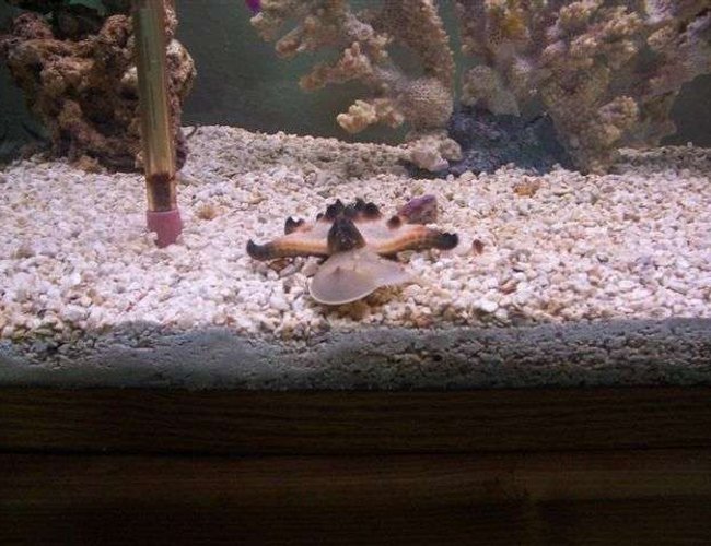 corals inverts - protoreastor nodosus - chocolate chip starfish stocking in 125 gallons tank - Horseshoe crab, Chocolate chip starfish corals inverts - protoreastor nodosus - chocolate chip starfish stocking in 125 gallons tank - Horseshoe crab, Chocolate chip starfish