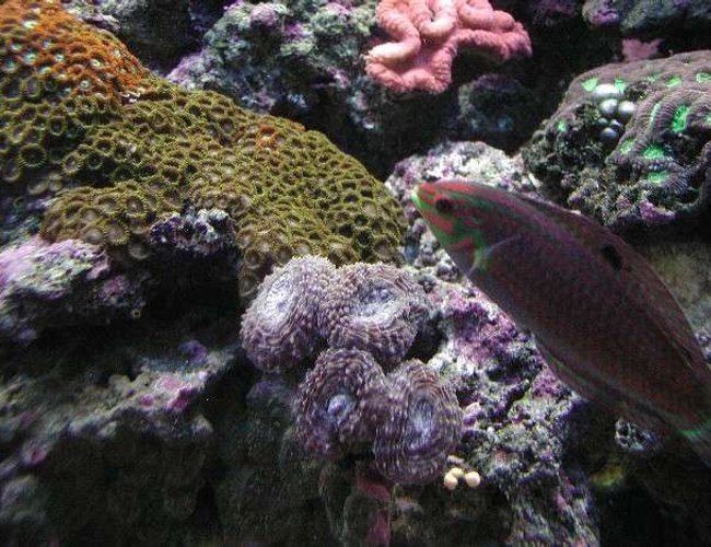 corals inverts - rhodactis inchoata - bullseye mushroom stocking in 180 gallons tank - Middle of the tank. corals inverts - rhodactis inchoata - bullseye mushroom stocking in 180 gallons tank - Middle of the tank.