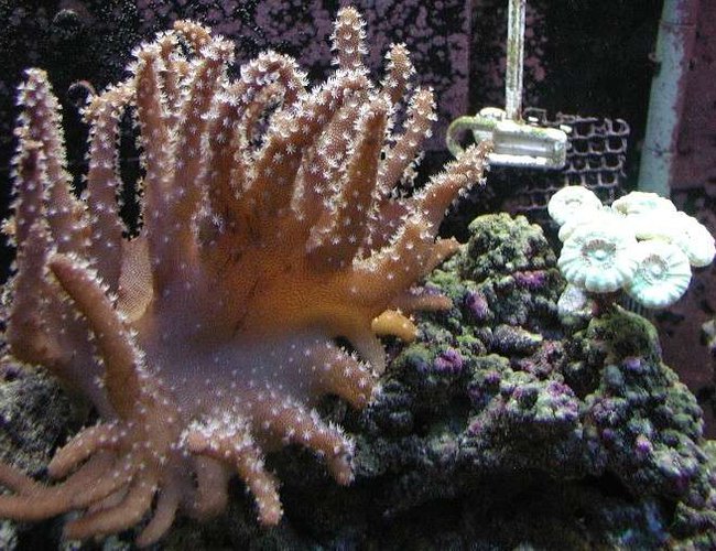 corals inverts - lobophytum sp. - devil's hand leather coral stocking in 180 gallons tank - Devil's hand with some neon green candy cane corals corals inverts - lobophytum sp. - devil's hand leather coral stocking in 180 gallons tank - Devil's hand with some neon green candy cane corals