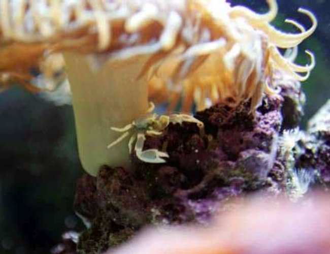 corals inverts - neopetrolisthes ohshimai - porcelain anemone crab stocking in 55 gallons tank - Here is my little anemone crab in his house. corals inverts - neopetrolisthes ohshimai - porcelain anemone crab stocking in 55 gallons tank - Here is my little anemone crab in his house.
