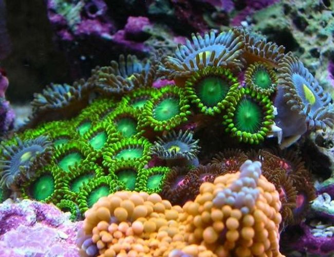corals inverts - zoanthus sp. - colony polyp, orange spot stocking in 100 gallons tank - zoa garden corals inverts - zoanthus sp. - colony polyp, orange spot stocking in 100 gallons tank - zoa garden
