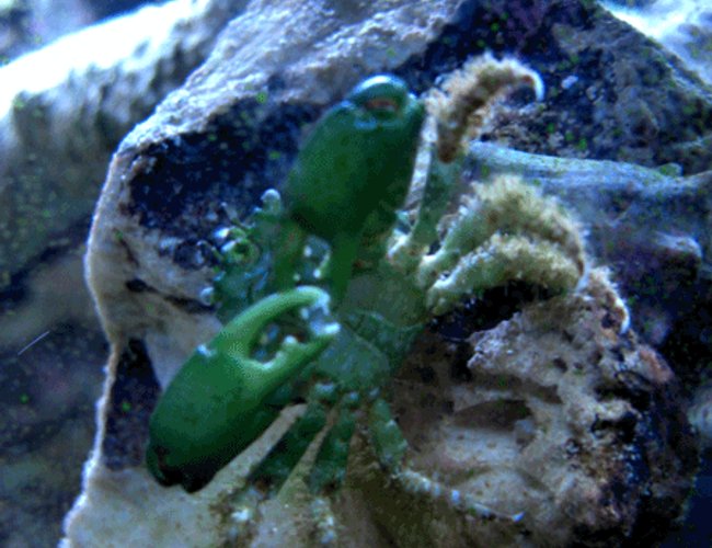 corals inverts - mithrax sculptus - emerald crab stocking in 24 gallons tank - Emerald Crab corals inverts - mithrax sculptus - emerald crab stocking in 24 gallons tank - Emerald Crab