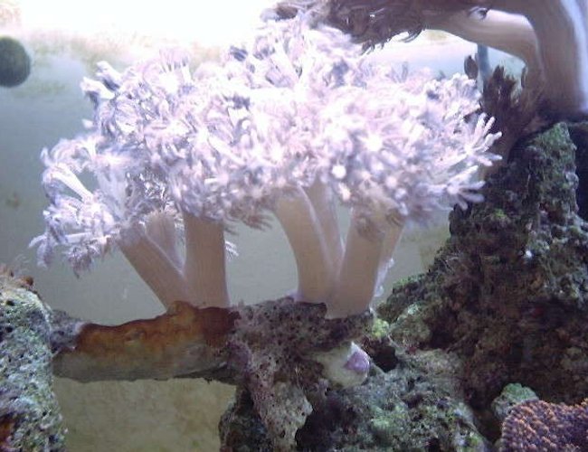 corals inverts - xenia sp. - white pom pom xenia, red sea stocking in 130 gallons tank - White xenia!!! corals inverts - xenia sp. - white pom pom xenia, red sea stocking in 130 gallons tank - White xenia!!!