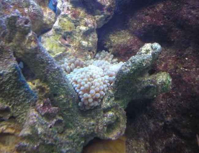 corals inverts - entacmaea quadricolor - bulb anemone stocking in 200 gallons tank - my new bubbletip annenome,still finding its spot in the tank.tomato clowns are now interacting with the anenomes,and their behaviour is great to watch. will get a shot of the clowns with anenome corals inverts - entacmaea quadricolor - bulb anemone stocking in 200 gallons tank - my new bubbletip annenome,still finding its spot in the tank.tomato clowns are now interacting with the anenomes,and their behaviour is great to watch. will get a shot of the clowns with anenome