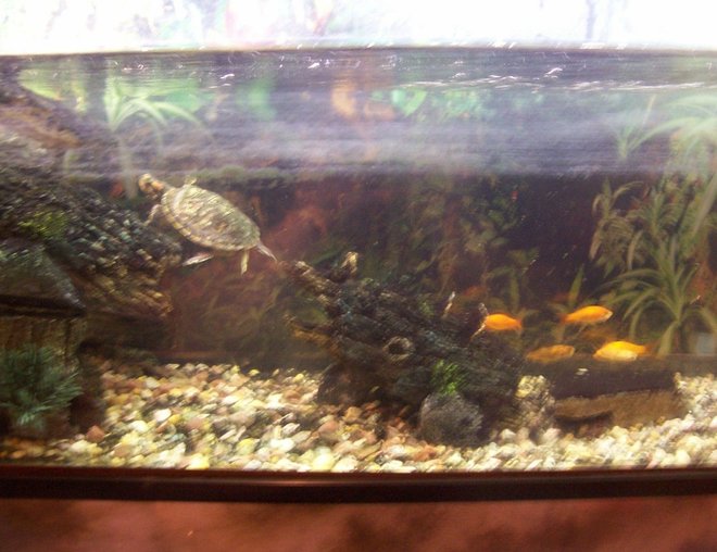 corals inverts - trachemys scripta scripta - yellow belly slider turtle stocking in 36 gallons tank - The Turtle and Fishs corals inverts - trachemys scripta scripta - yellow belly slider turtle stocking in 36 gallons tank - The Turtle and Fishs