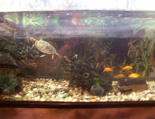 corals inverts - trachemys scripta scripta - yellow belly slider turtle stocking in 36 gallons tank - The Turtle and Fishs