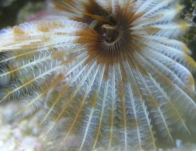 corals inverts - sabellastarte magnifica - magnificent feather duster stocking in 90 gallons tank - Feather Duster corals inverts - sabellastarte magnifica - magnificent feather duster stocking in 90 gallons tank - Feather Duster