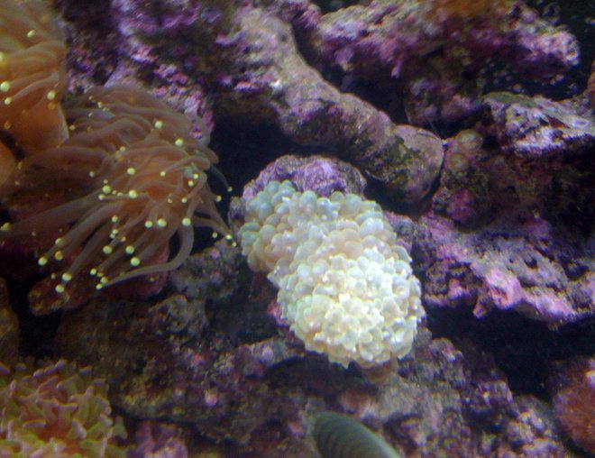 corals inverts - euphyllia glabrescens - torch coral stocking in 120 gallons tank - pearl 3 heads corals inverts - euphyllia glabrescens - torch coral stocking in 120 gallons tank - pearl 3 heads
