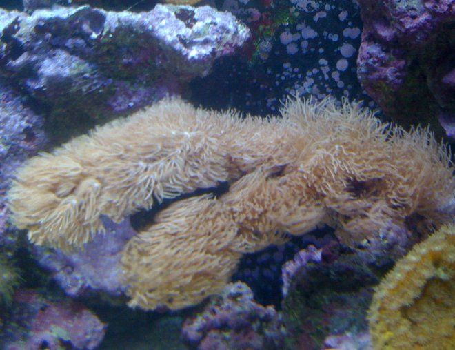 corals inverts - catalaphyllia jardinei - elegance coral stocking in 120 gallons tank - HUGE corals inverts - catalaphyllia jardinei - elegance coral stocking in 120 gallons tank - HUGE