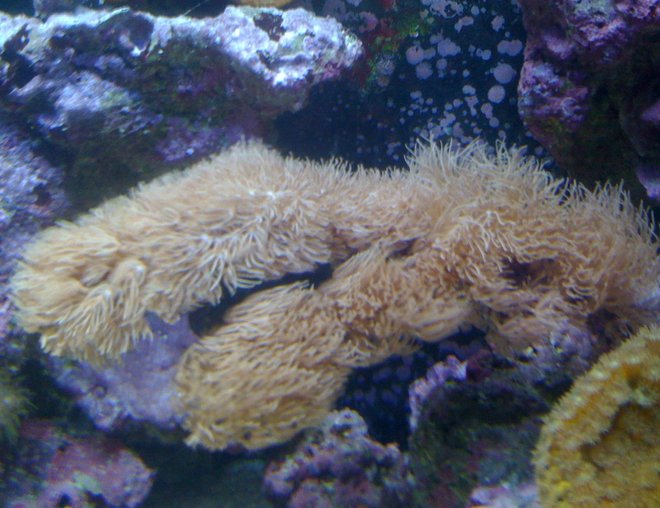 corals inverts - catalaphyllia jardinei - elegance coral stocking in 120 gallons tank - HUGE