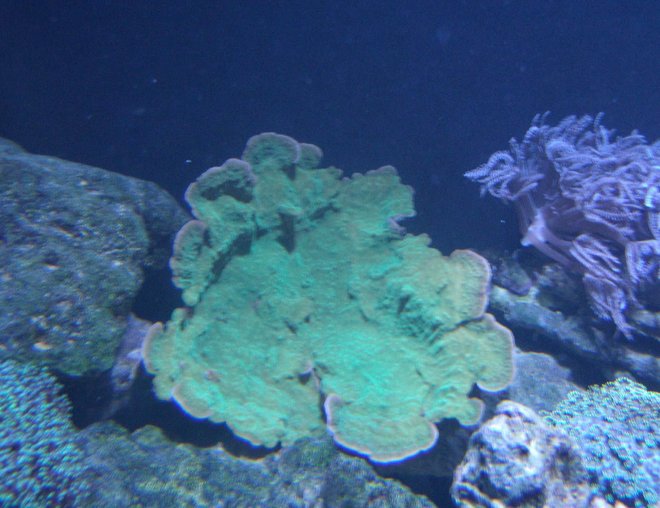 corals inverts - montipora capricornis - green apple cap coral stocking in 220 gallons tank - Green Monte corals inverts - montipora capricornis - green apple cap coral stocking in 220 gallons tank - Green Monte