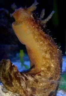 Rated #86: Corals Inverts - Aplysia Sp. - Sea Hare Stocking In 55 Gallons Tank - sea hare Rated #86: Corals Inverts - Aplysia Sp. - Sea Hare Stocking In 55 Gallons Tank - sea hare