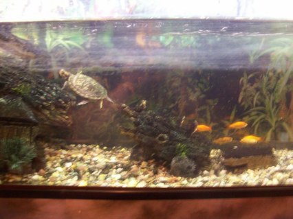 Rated #62: Corals Inverts - Trachemys Scripta Scripta - Yellow Belly Slider Turtle Stocking In 36 Gallons Tank - The Turtle and Fishs Rated #62: Corals Inverts - Trachemys Scripta Scripta - Yellow Belly Slider Turtle Stocking In 36 Gallons Tank - The Turtle and Fishs